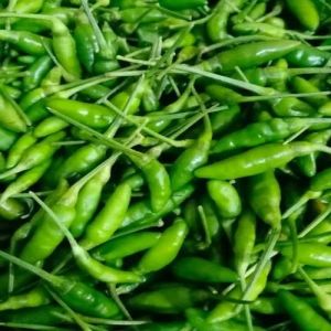 A Grade Byadagi Green Chilli
