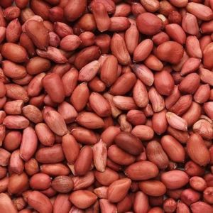Groundnut Seed