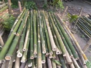 Bamboo Sticks
