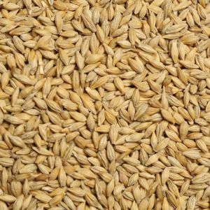 Dried Barley Seeds