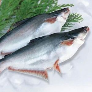 Frozen Basa Fish