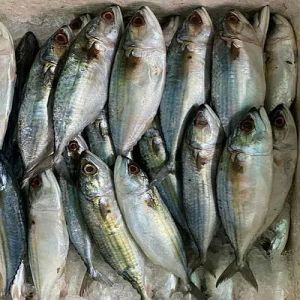 Frozen Mackerel Fish