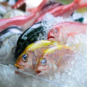 Frozen Pomfret Fish