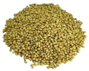 Green A Grade Dried Coriander Seeds
