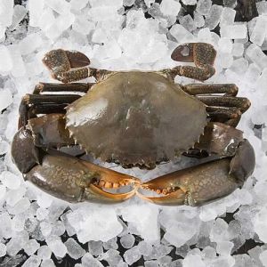 High Quality Frozen Crab