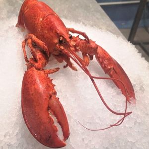 High Quality Frozen Lobster