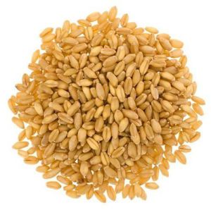 Lokwan Wheat Grains