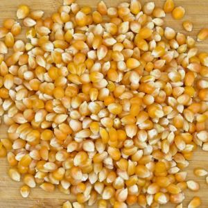 Natural Yellow Corn