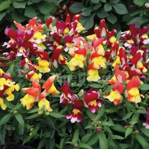 Oil Refineries And Extraction Plant