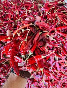 Teja Red Chilli