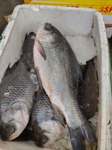 Catla Fish