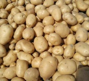 Fresh Brown Potato