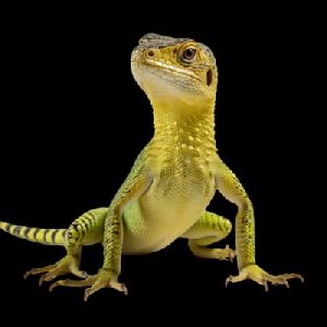 Lizard Control Service