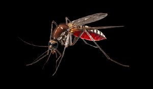 Mosquito Control Services