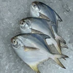 White Pomfret