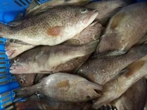 Fresh Brown Spotted Grouper Fish