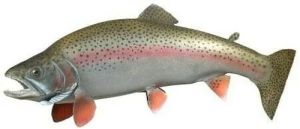 Fresh Himalayan Rainbow Trout Fish