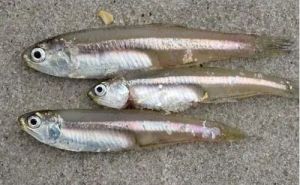 Fresh Nethili Fish