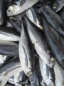 Fresh White Sarting Fish