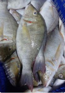 Fresh Whole Emperor Fish