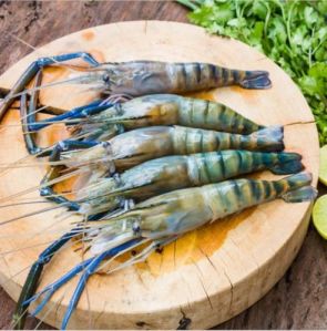Fresh Whole Scampi Prawn
