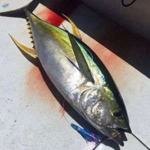 Fresh Yellow Fin Tuna Fish