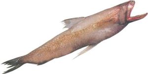 Frozen Bombay Duck Fish