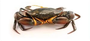 Fresh Dark Brown Mud Crab