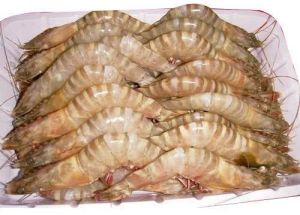 Fresh Sea Brown Prawns