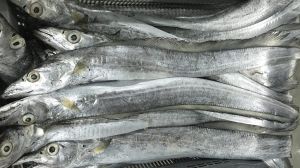 Fresh Silver Ribbon Fish