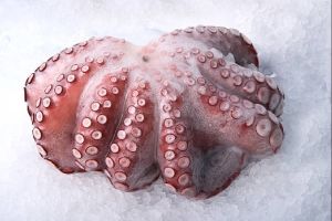 Fresh Whole Clean Octopus