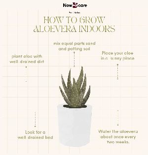Aloe Vera Powder