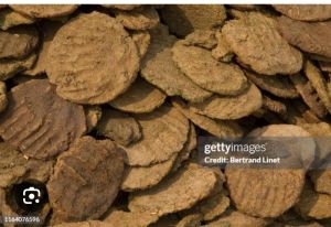 Cow Dung Cakes