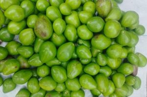 Fresh Fuerte Avocado