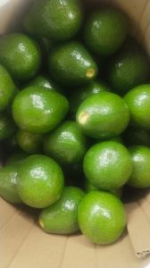 Green Fuerte Avocado