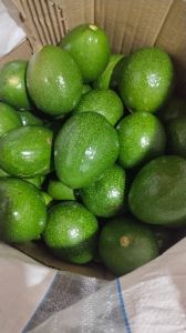 Green Fuerte Avocado