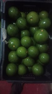 Green Fuerte Avocado