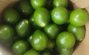 Green Fuerte Avocado