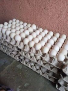 Duck Eggs