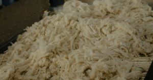 Raw Sheep Wool