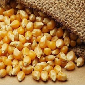 Yellow Maize Seeds