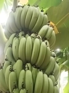 Fresh Green Banana