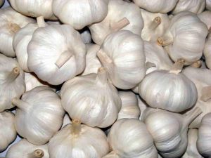 Fresh White Garlic