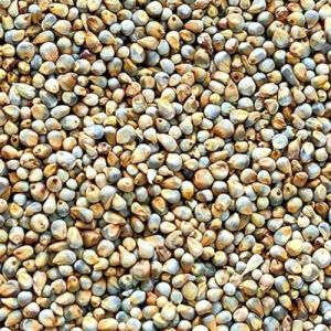 Pearl Millet Seeds