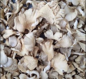 Dry Oyster Mushroom