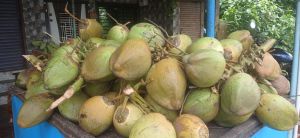 Fresh Coconut