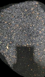 Black Urad Dal