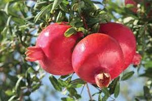 Pomegranate