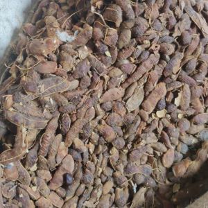 Tamarind (Imli)