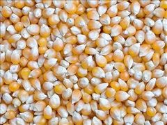 Maize Grain
